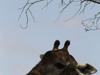 Marion, Romane South Africa 2014 (16 of 63) : KNP Satara area, Marion visit